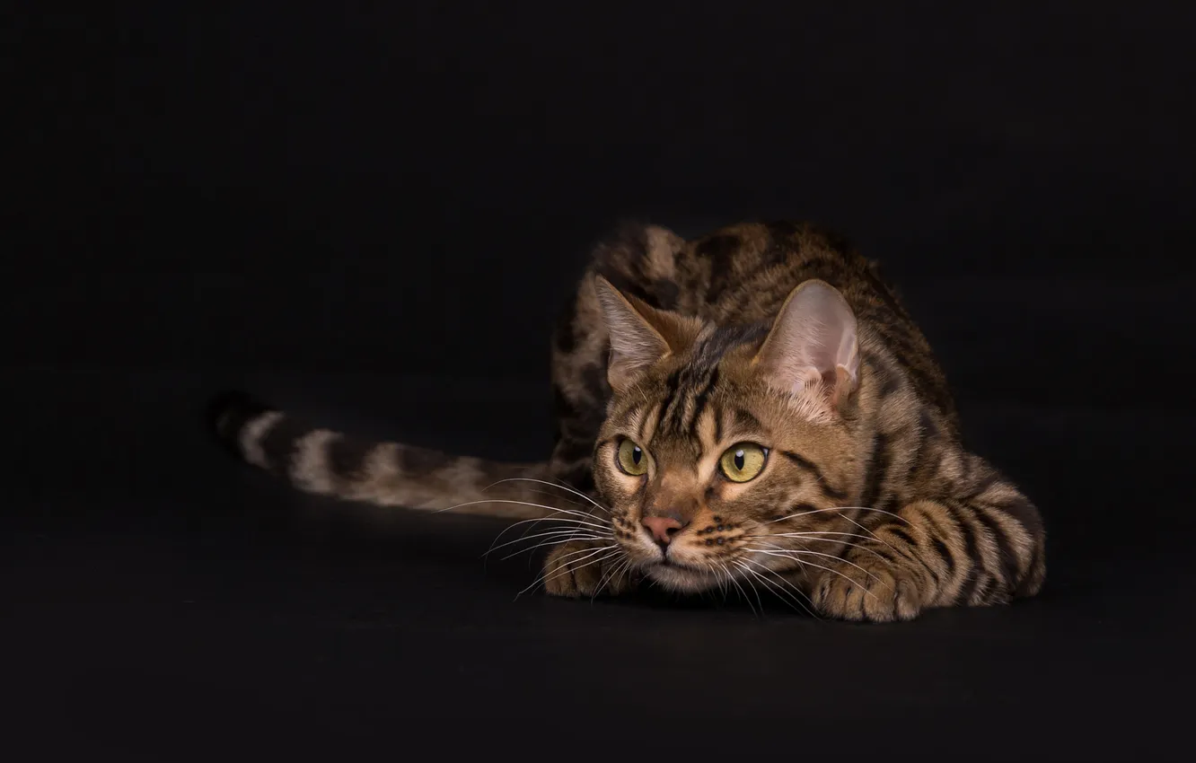 Photo wallpaper cat, cat, look, pose, tail, lies, black background, face