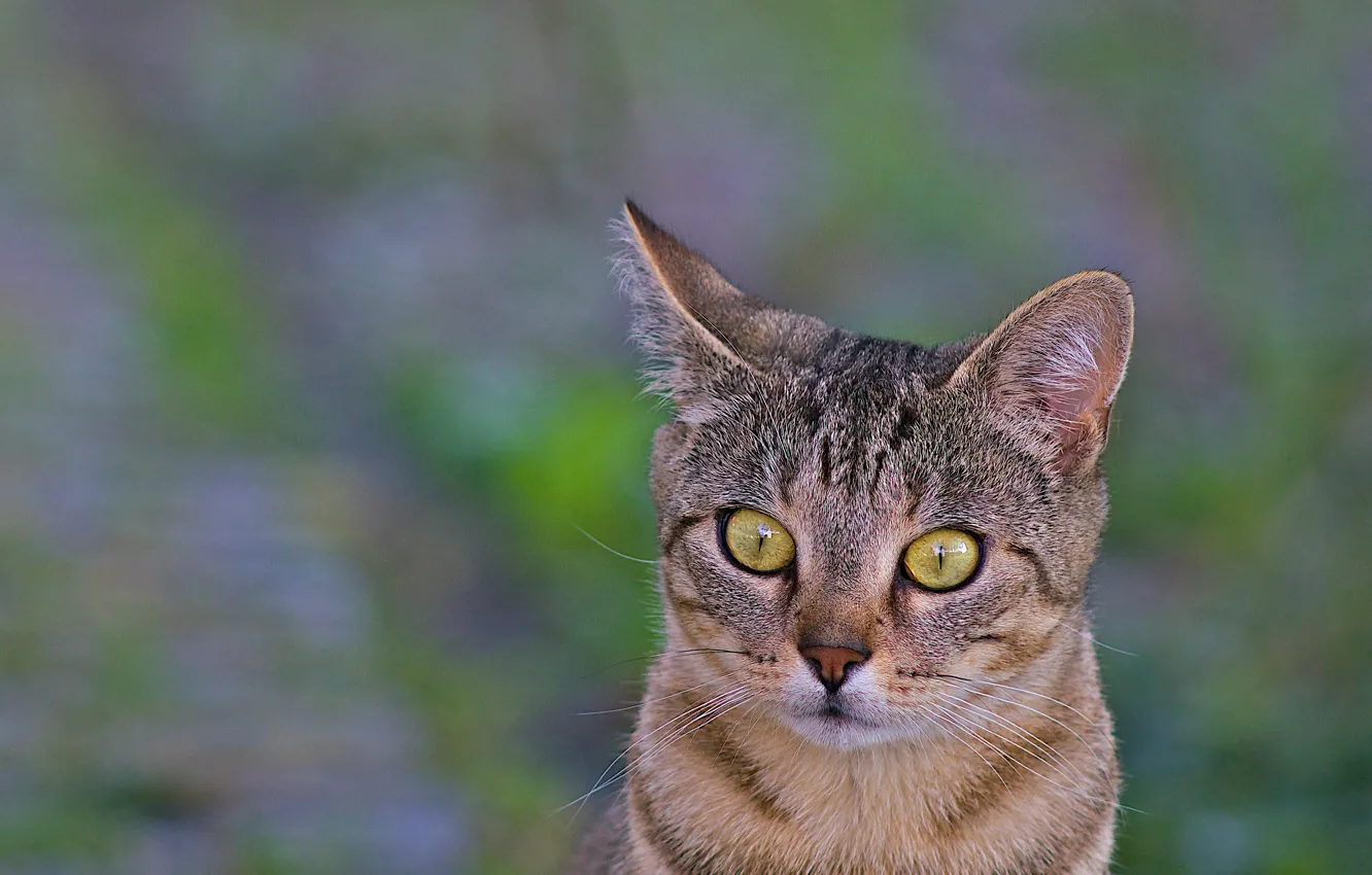 Photo wallpaper cat, look, macro, background, animal, ears, green eyes