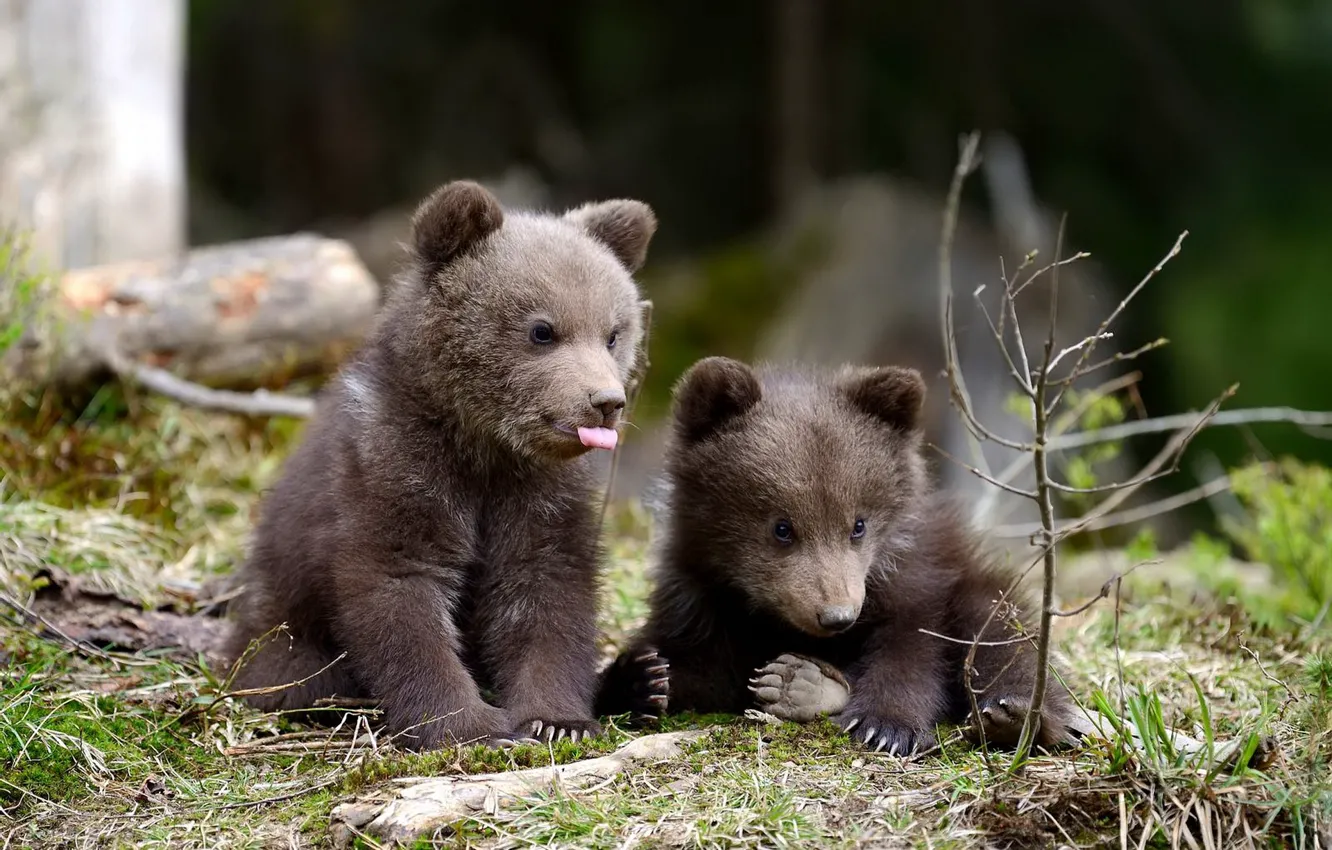 Photo wallpaper nature, baby, bear, bear, a couple, brown bear, two of the bear