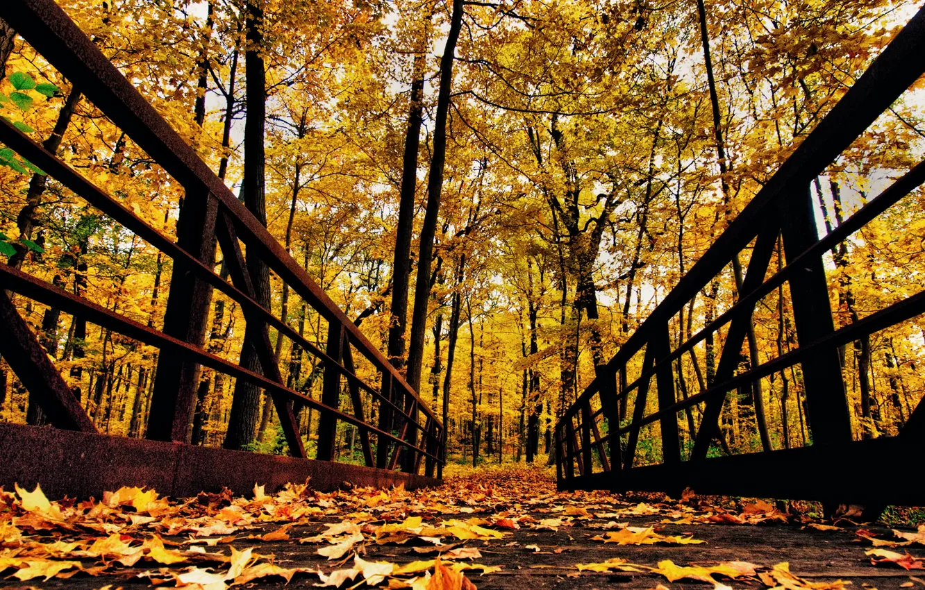 Photo wallpaper autumn, forest, leaves, trees, Park, railings, the bridge
