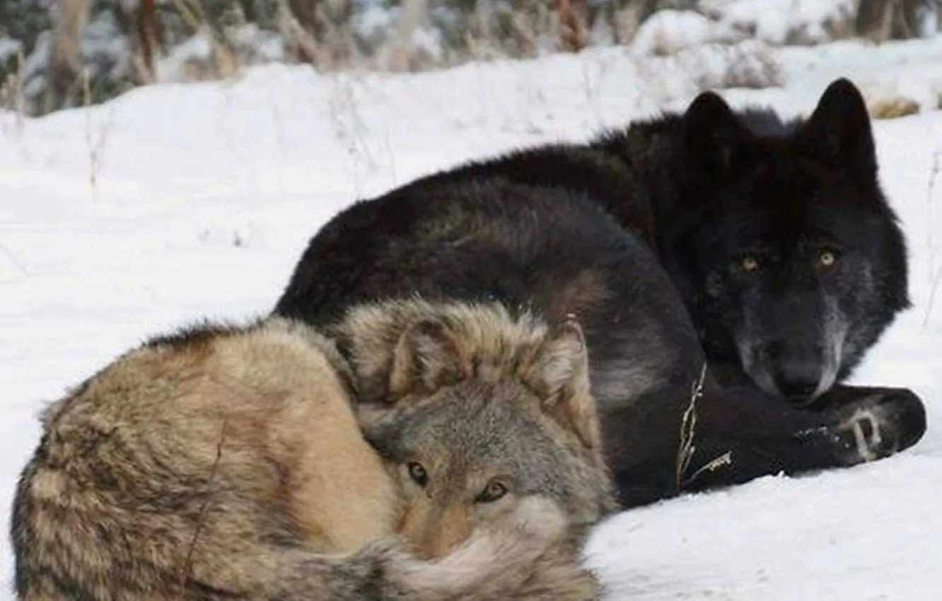 Photo wallpaper Predator, nature, animal, wolf, wildlife, Canis lupus., portrait.