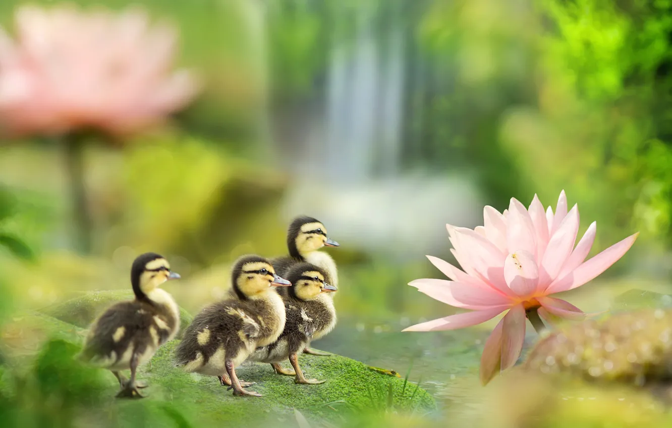 Photo wallpaper birds, pond, duck, spring, ducklings, Lotus, fuyi Chen