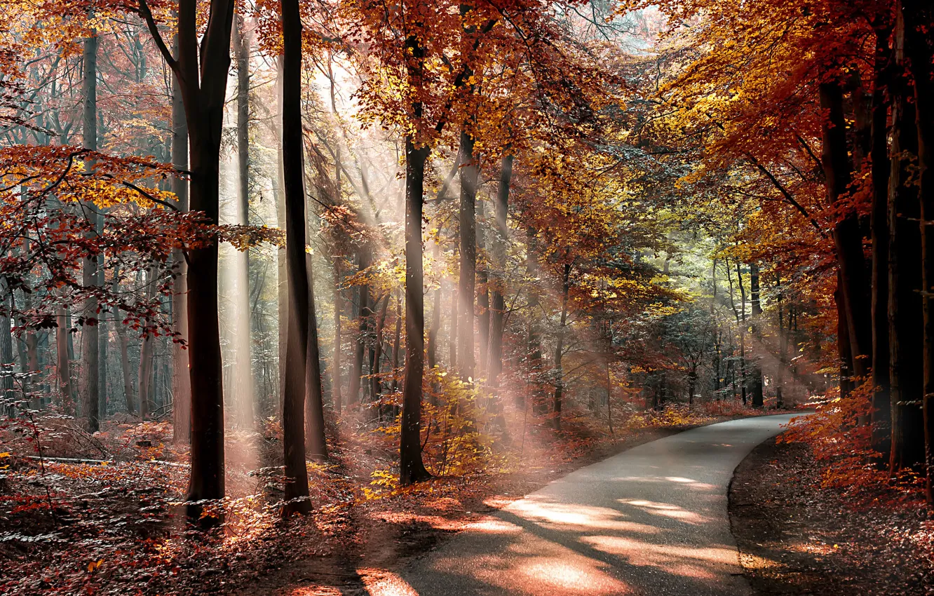 Photo wallpaper autumn, forest, leaves, the sun, trees, Park, the way, shadows