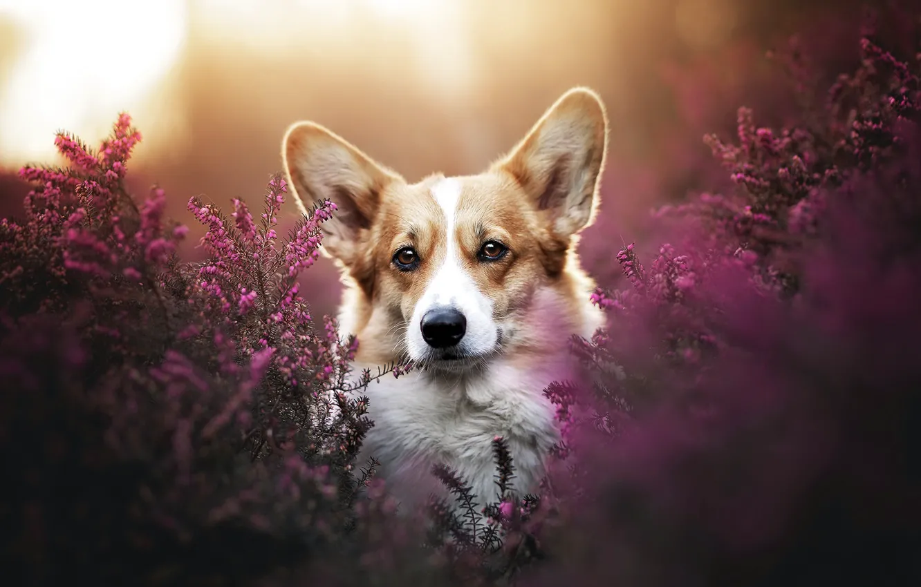 Photo wallpaper nature, dog, Corgi