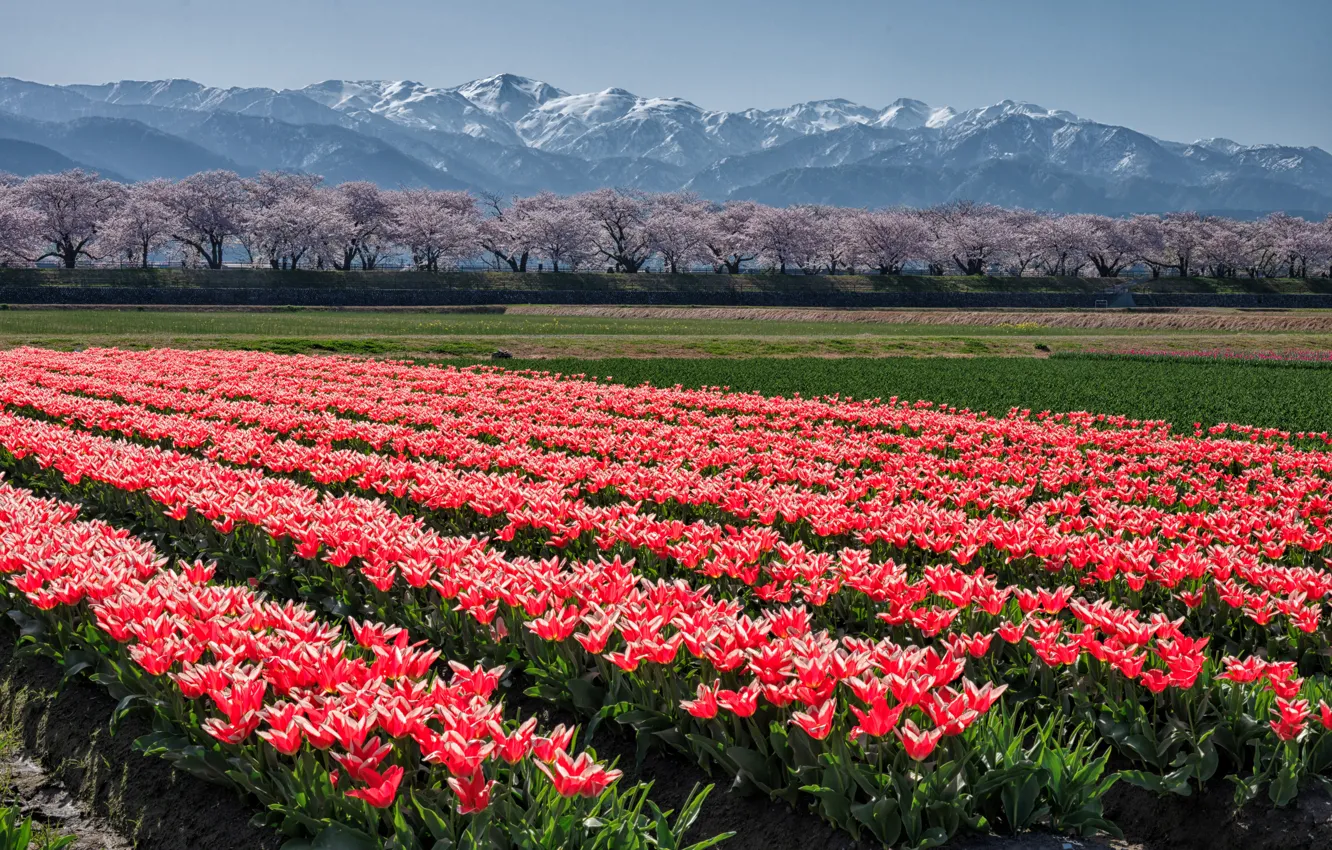 Photo wallpaper mountains, spring, Asia, tulips, red, plantation