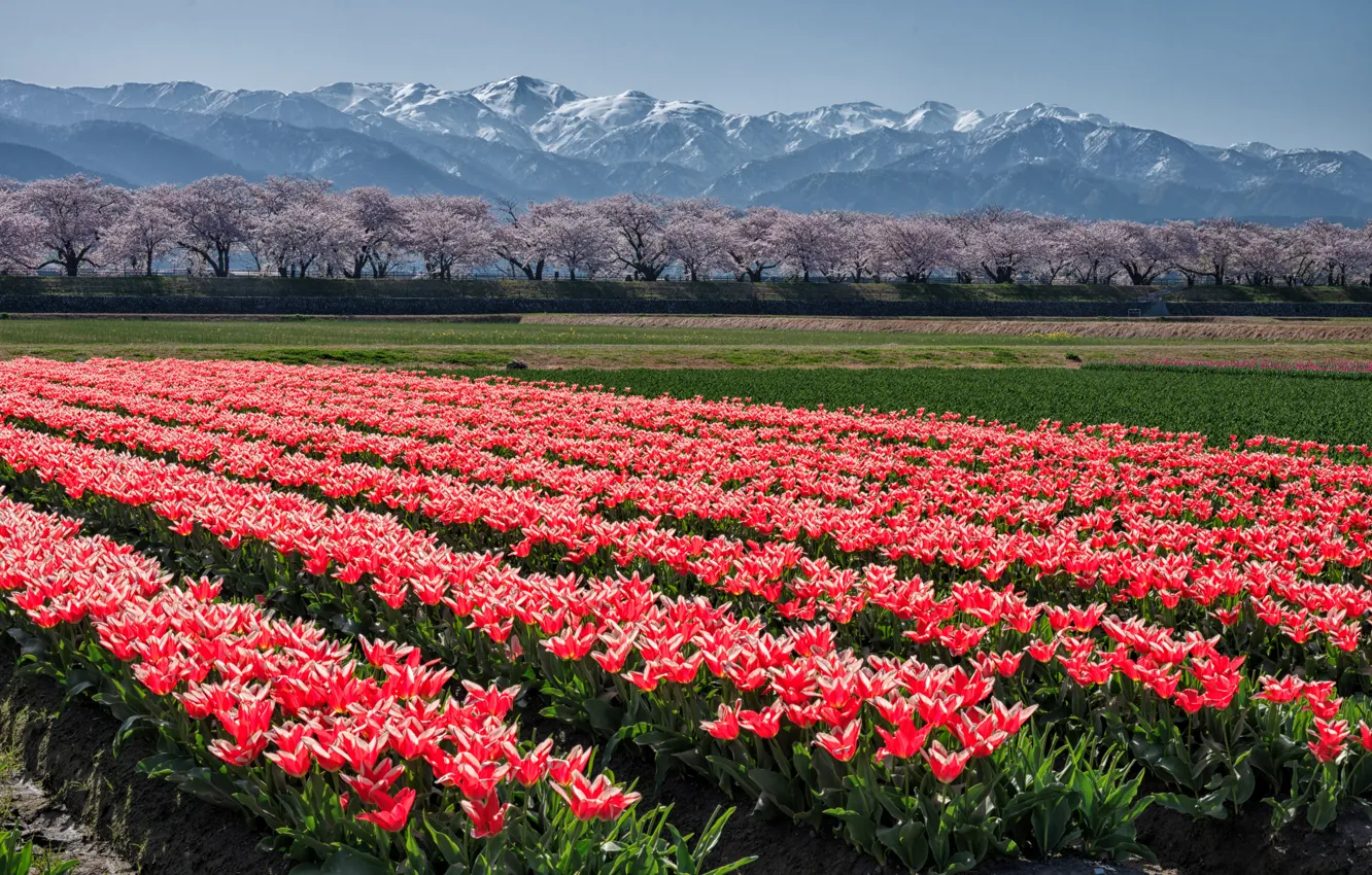 Photo wallpaper mountains, red, Asia, spring, tulips, plantation