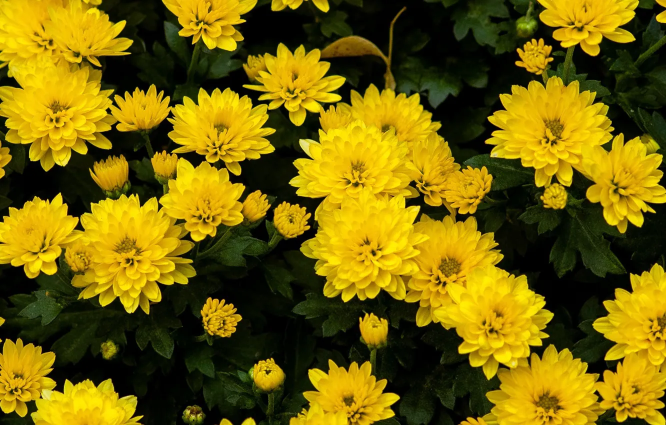Photo wallpaper flowers, chrysanthemum, yellow