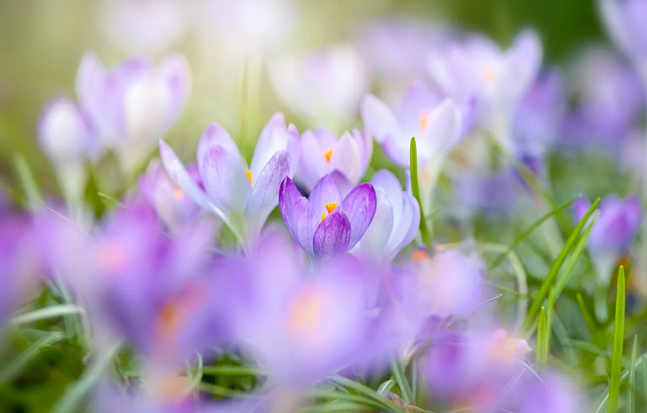 Photo wallpaper flowers, glade, blur, spring, crocuses, lilac, bokeh