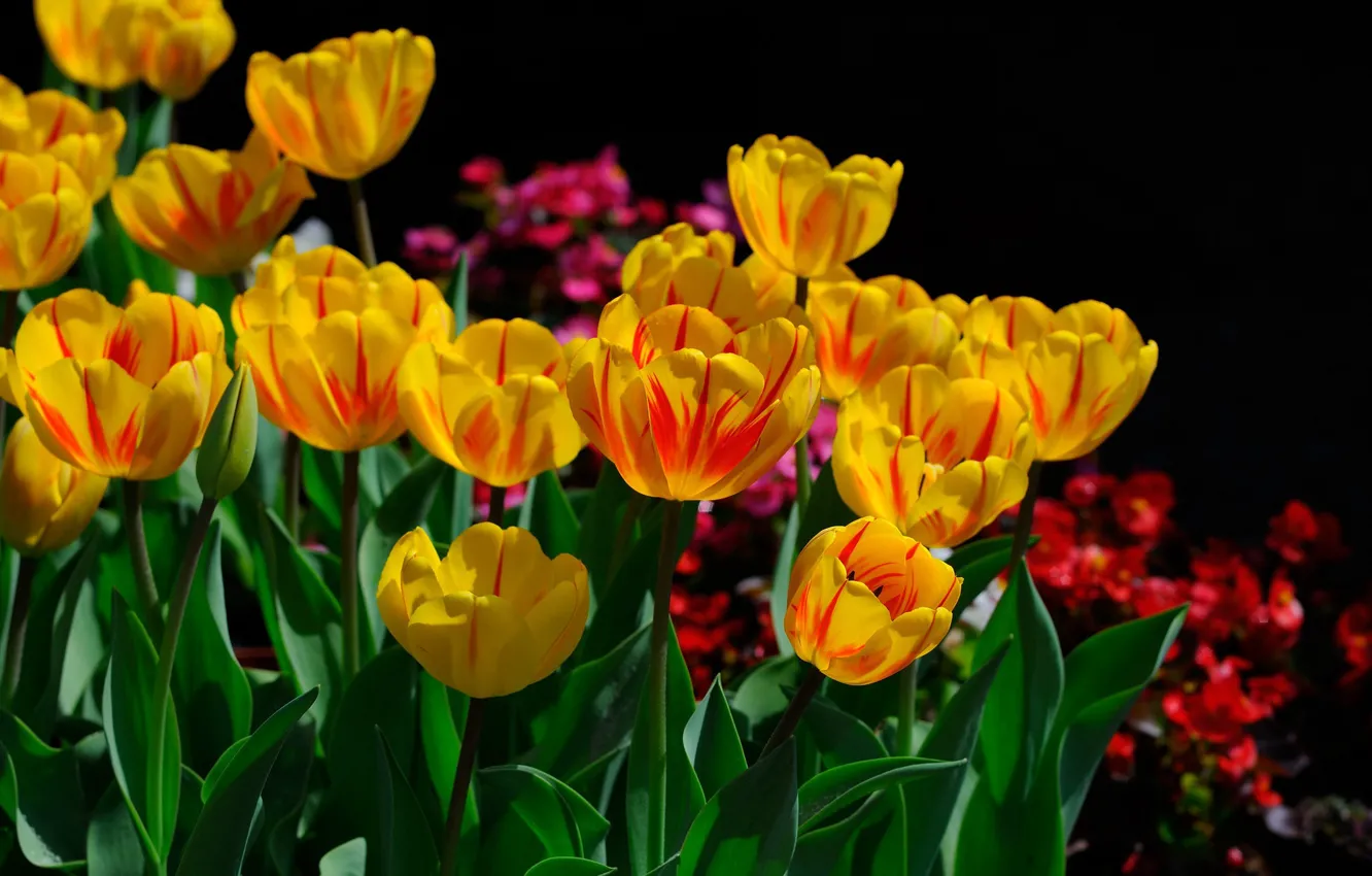 Photo wallpaper flowers, yellow, red, spring, petals, garden, tulips, black background