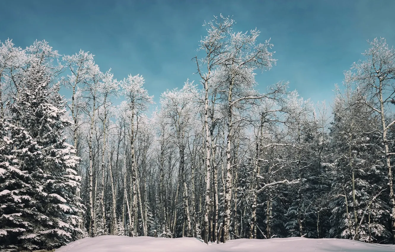 Photo wallpaper winter, forest, birch