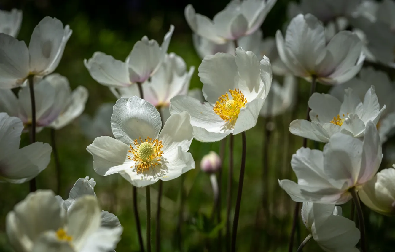 Photo wallpaper spring, petals, white, Anemones, Anemone