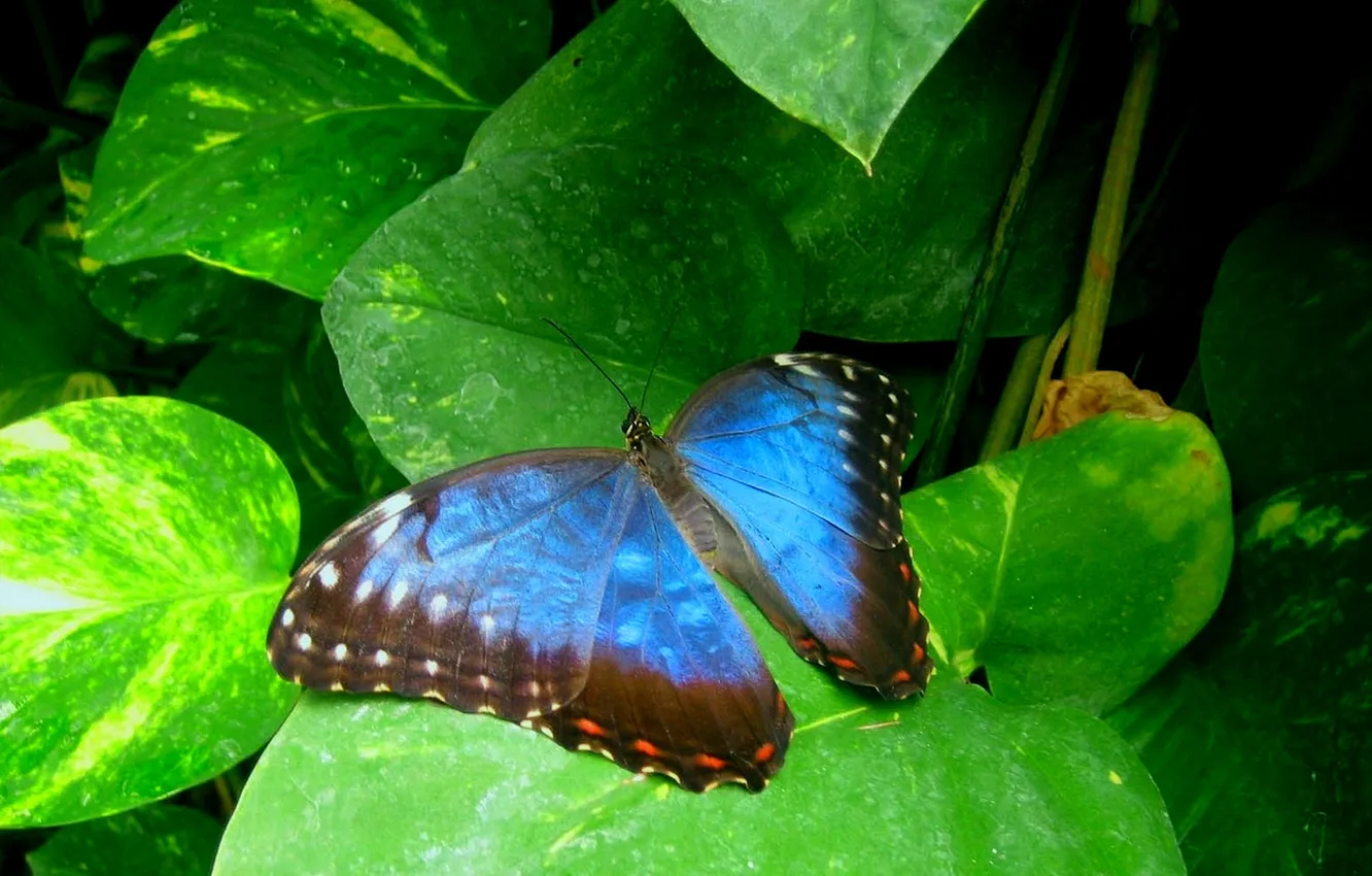 Photo wallpaper green leaves, butterfly, wings, beautiful