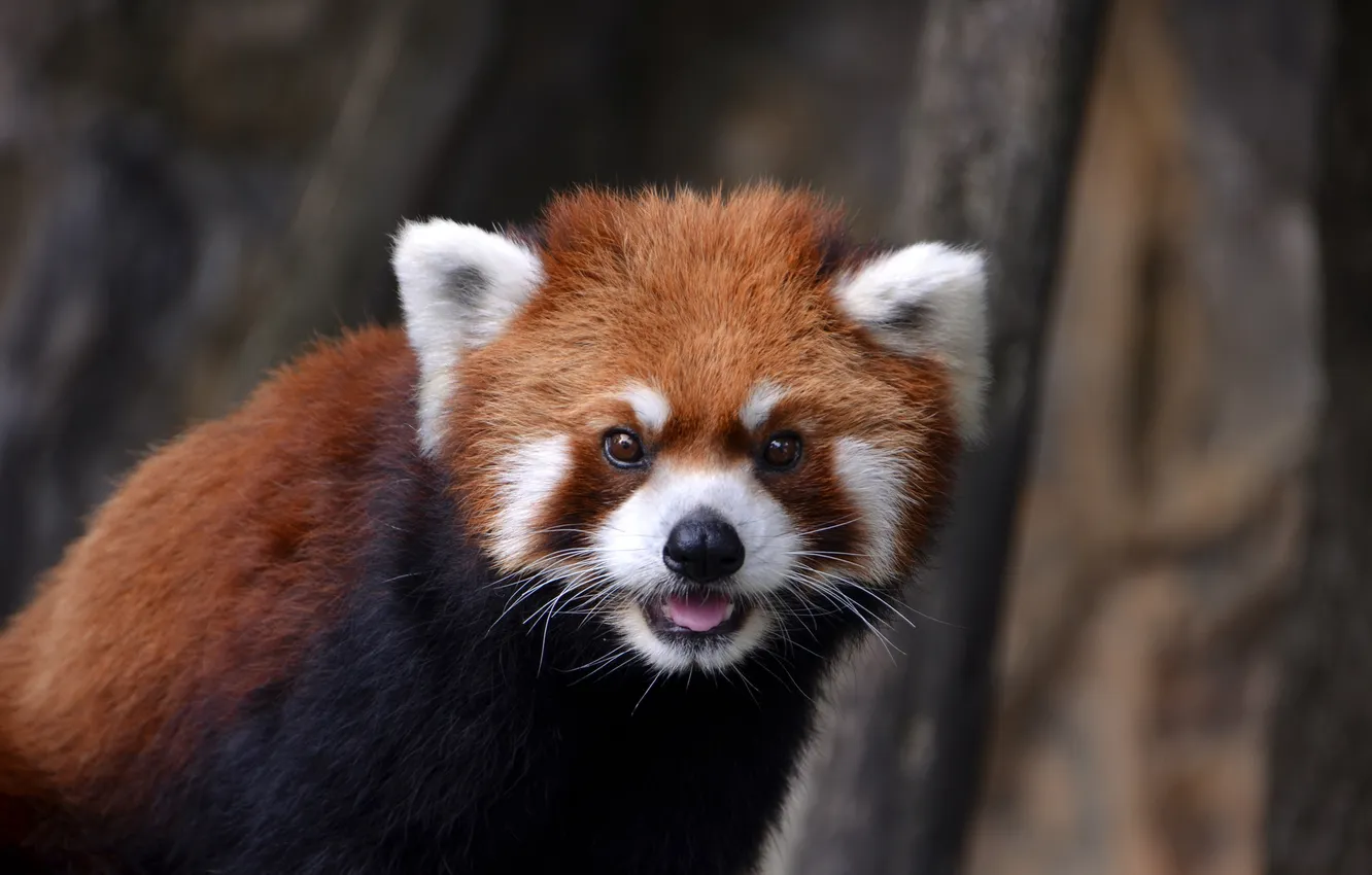 Photo wallpaper eyes, red, wool, Panda, firefox, face, small