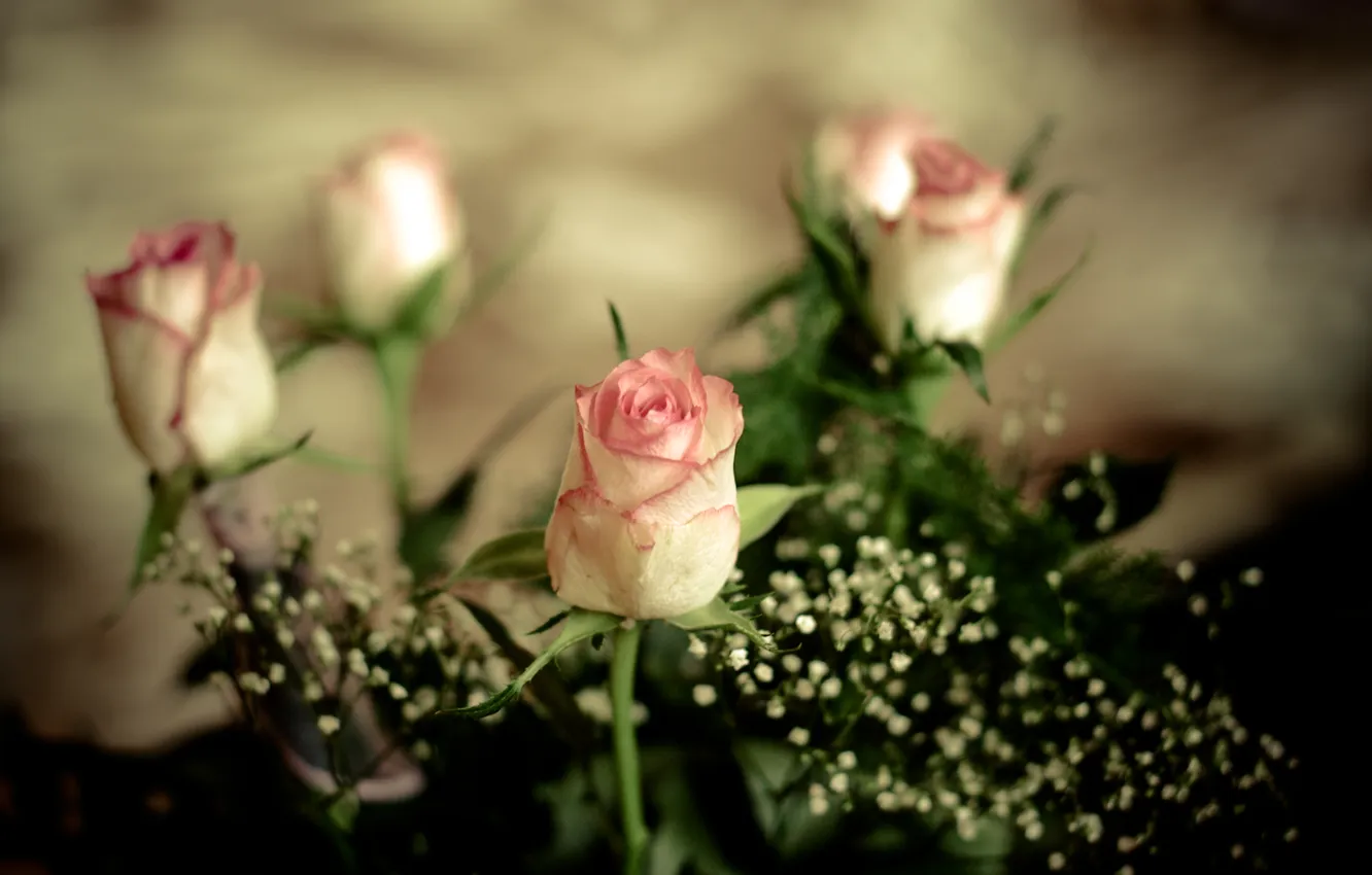 Photo wallpaper flowers, roses, petals