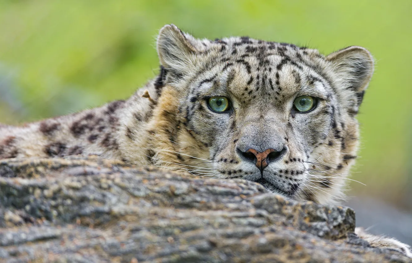 Photo wallpaper cat, IRBIS, snow leopard, ©Tambako The Jaguar