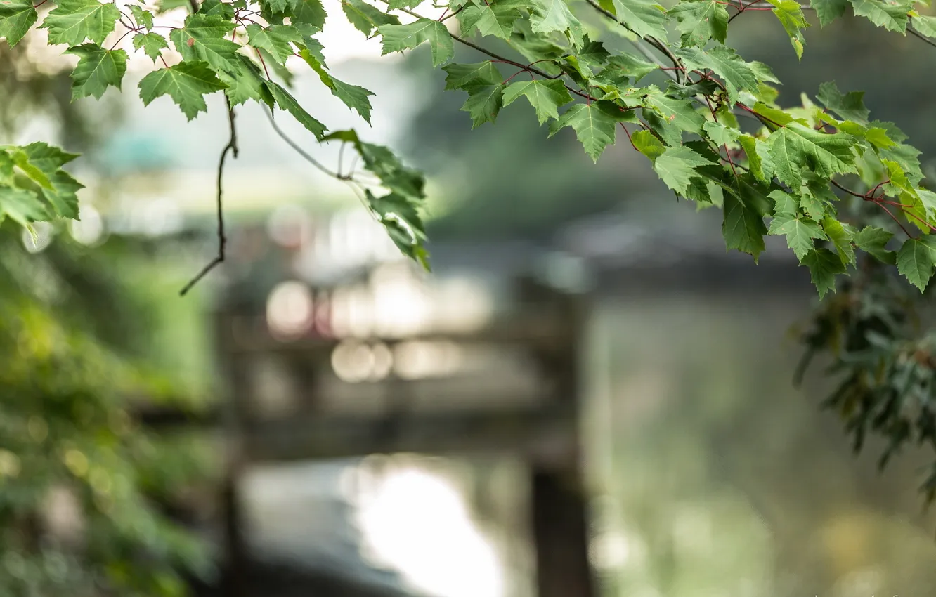 Photo wallpaper leaves, branches, background