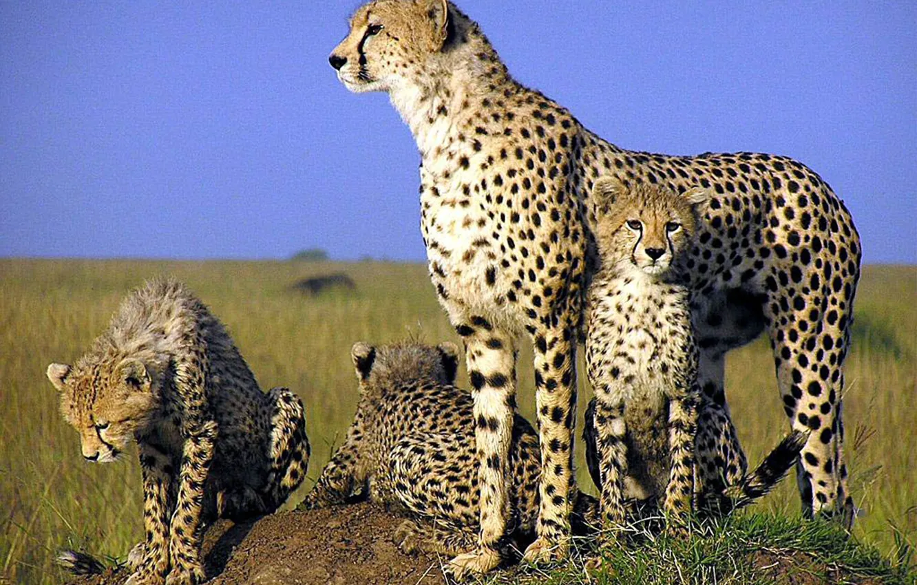 Photo wallpaper africa, wildlife, cheetah, cubs, SPEED, aNIMAL
