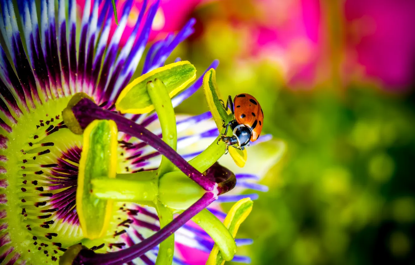 Photo wallpaper flower, ladybug, passionflower