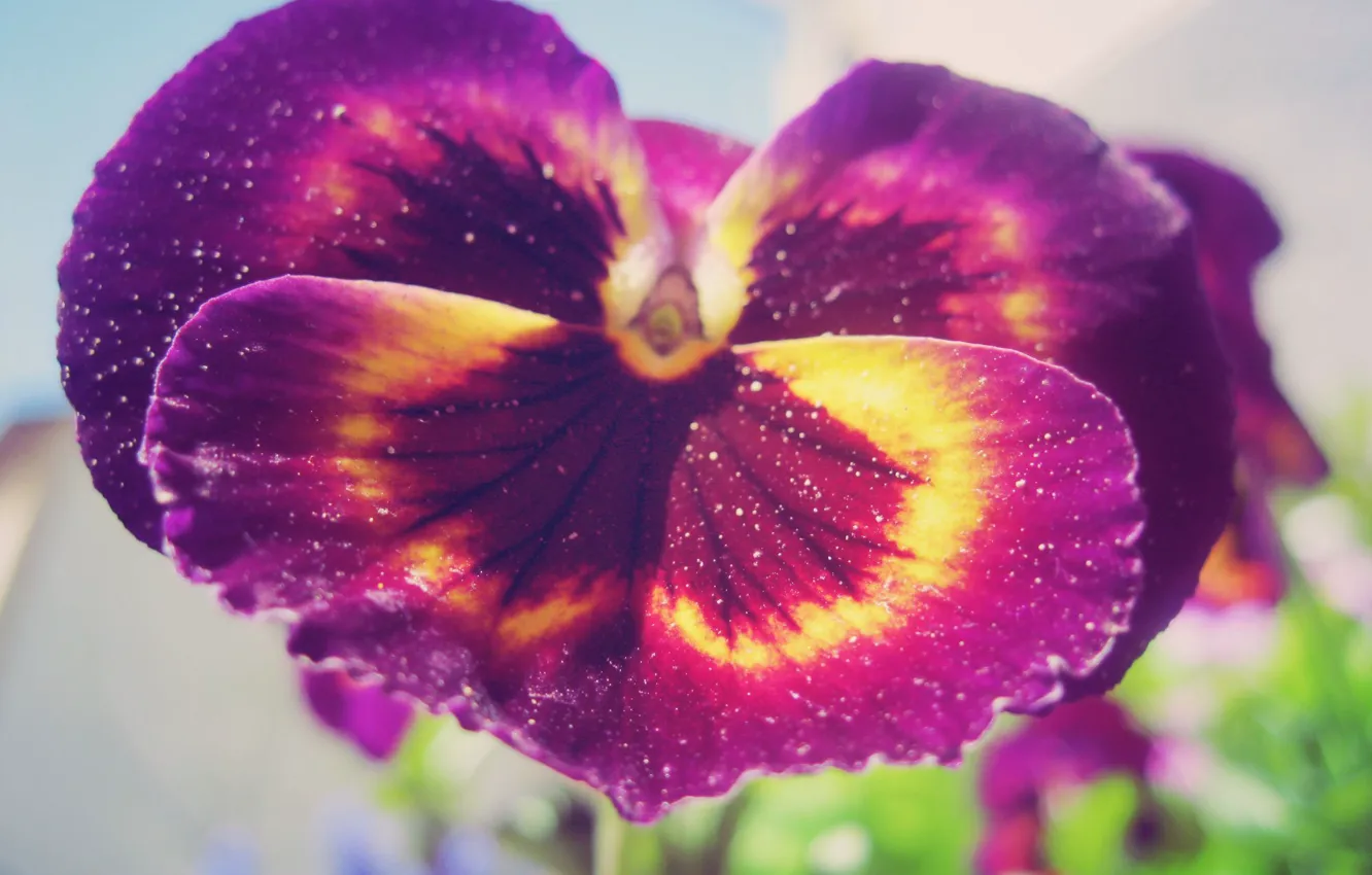 Photo wallpaper purple, macro, flowers, nature, garden