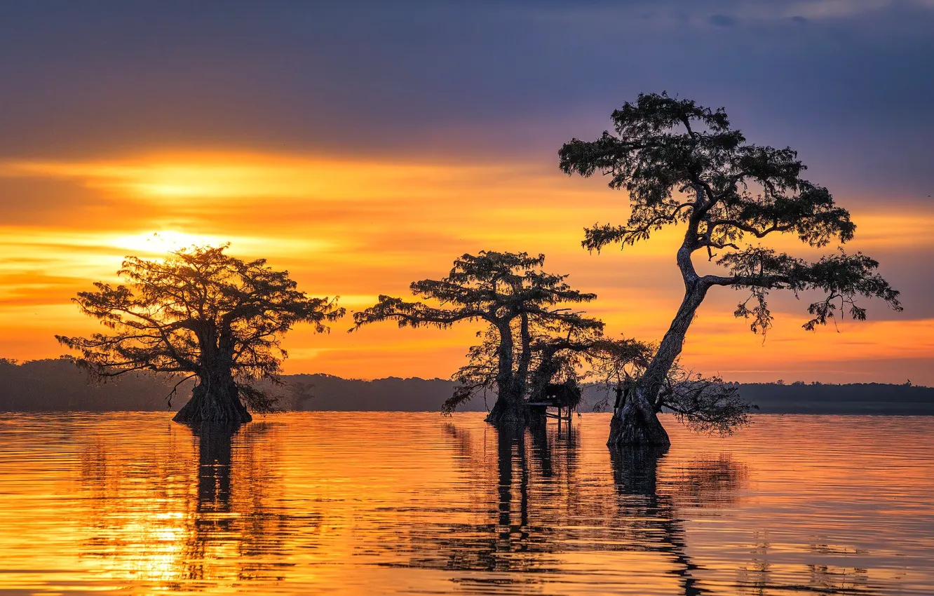 Photo wallpaper sunrise, Trio, swamp, cypress trees
