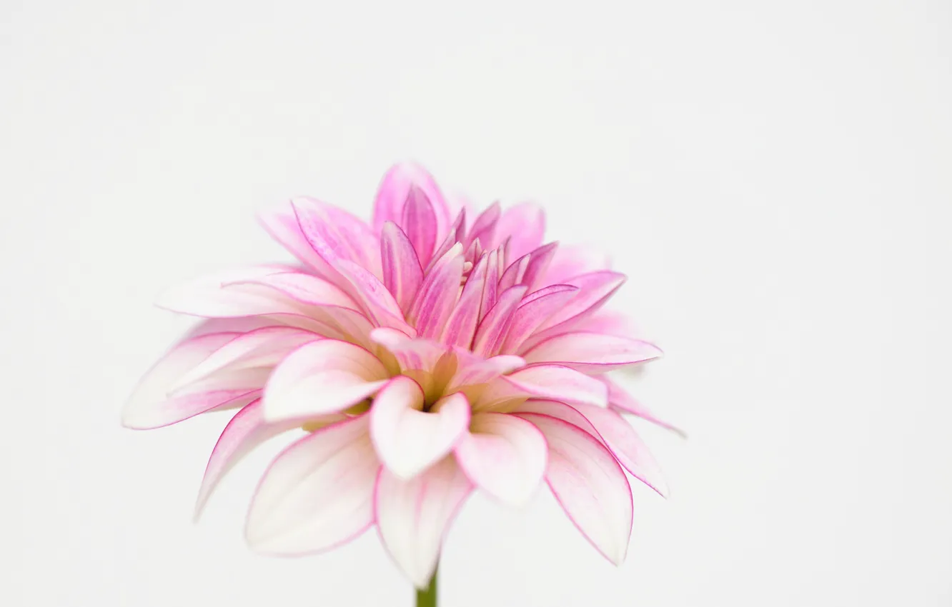 Photo wallpaper macro, petals, dahlias