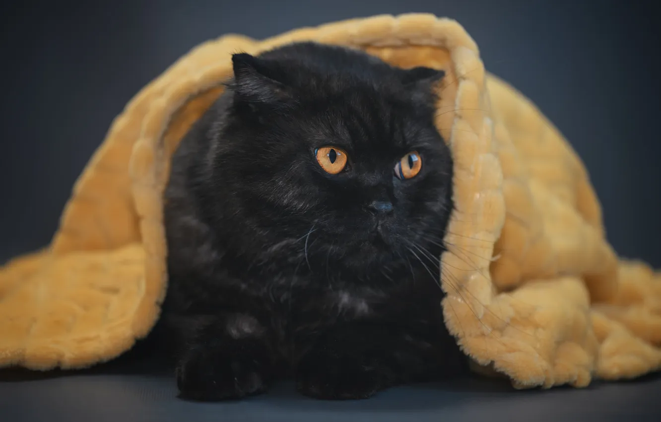 Photo wallpaper cat, cat, look, pose, face