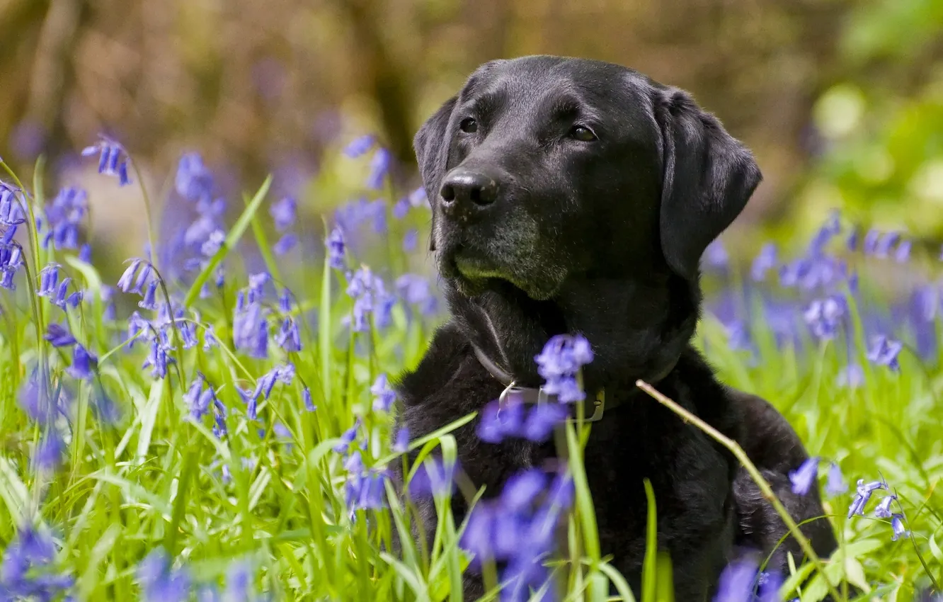 Photo wallpaper flowers, dog, bells, Labrador Retriever