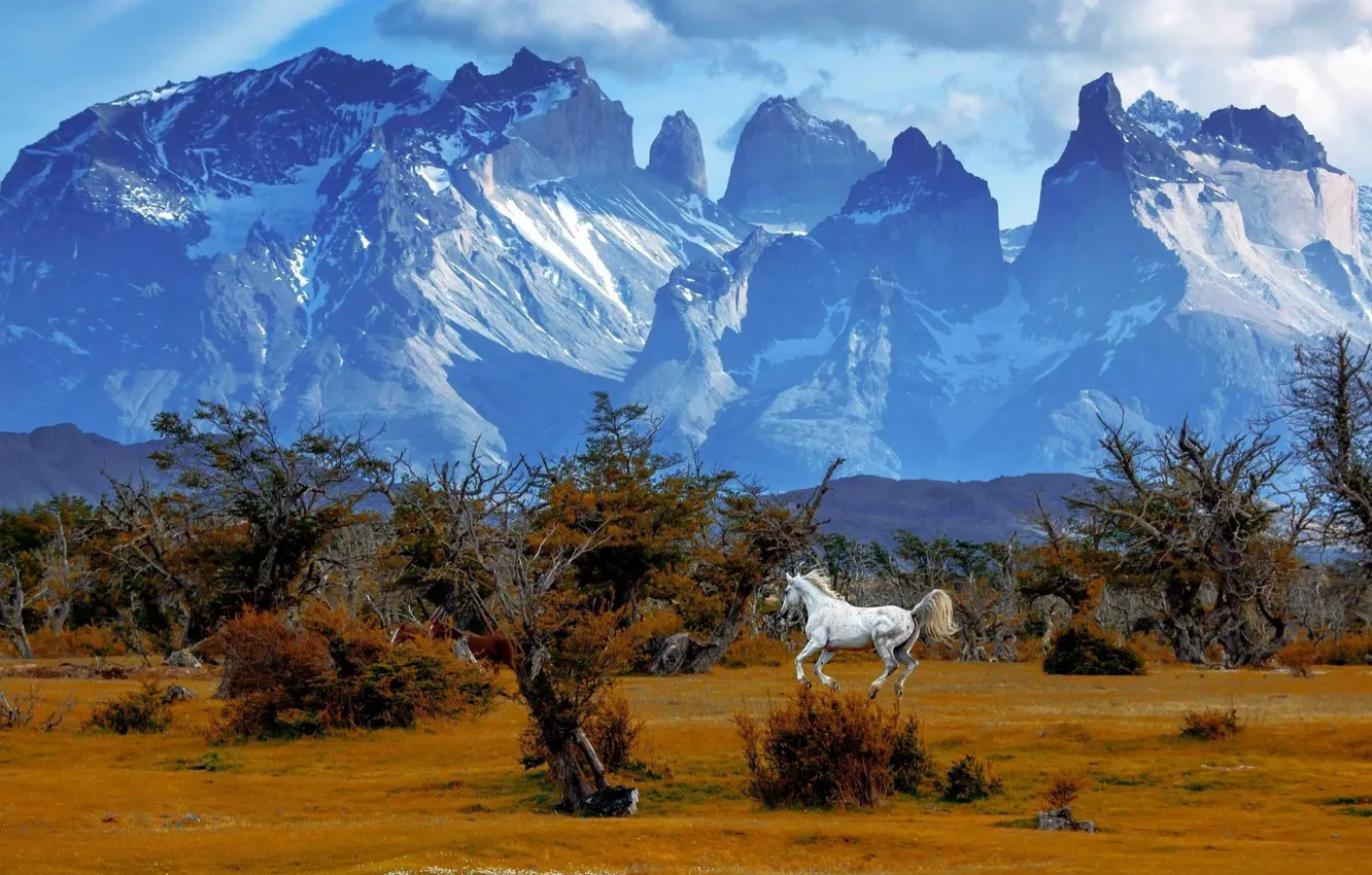 Photo wallpaper white, trees, mountains, nature, horse, horse, tops, running