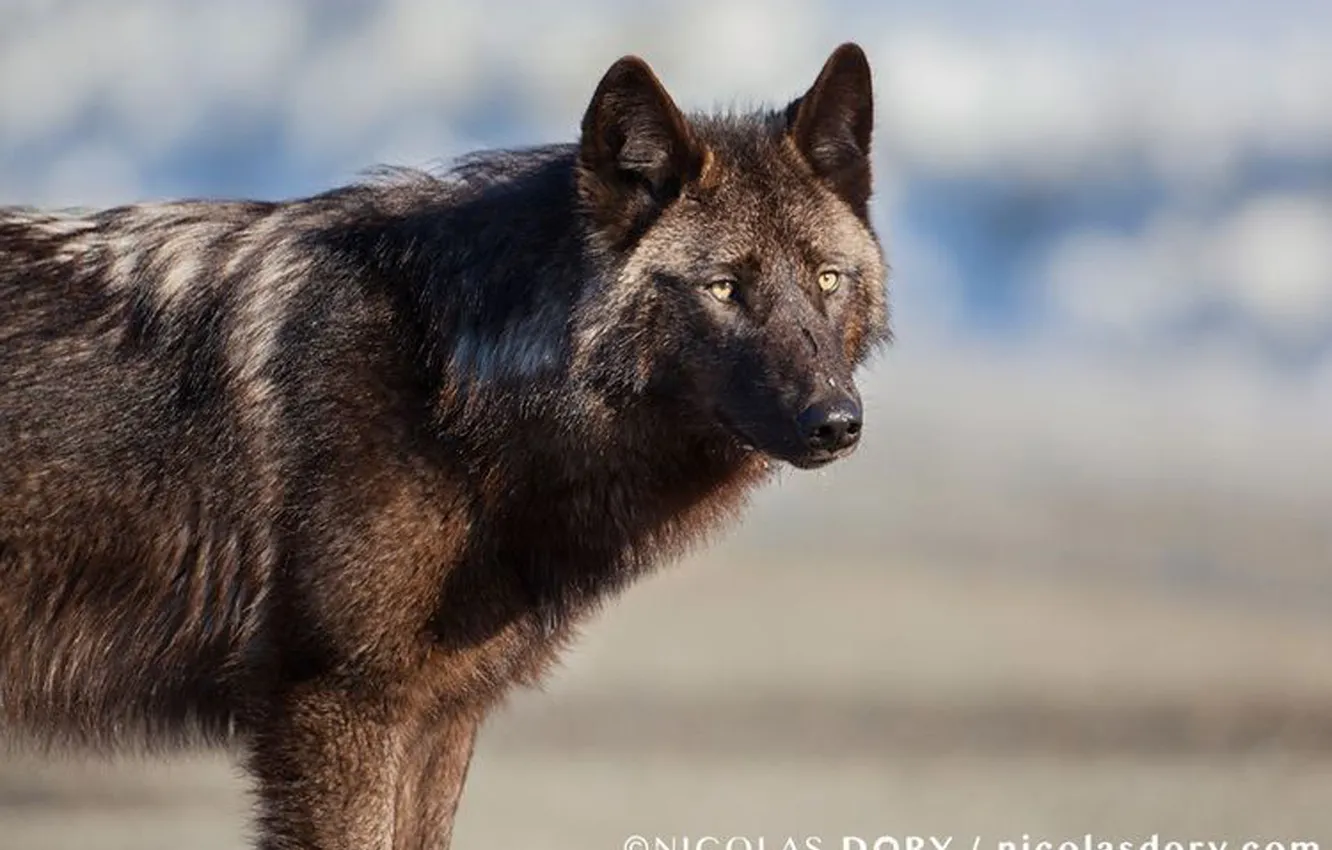 Photo wallpaper Predator, nature, snow, face, animal, wolf, canis lupus, wildlife