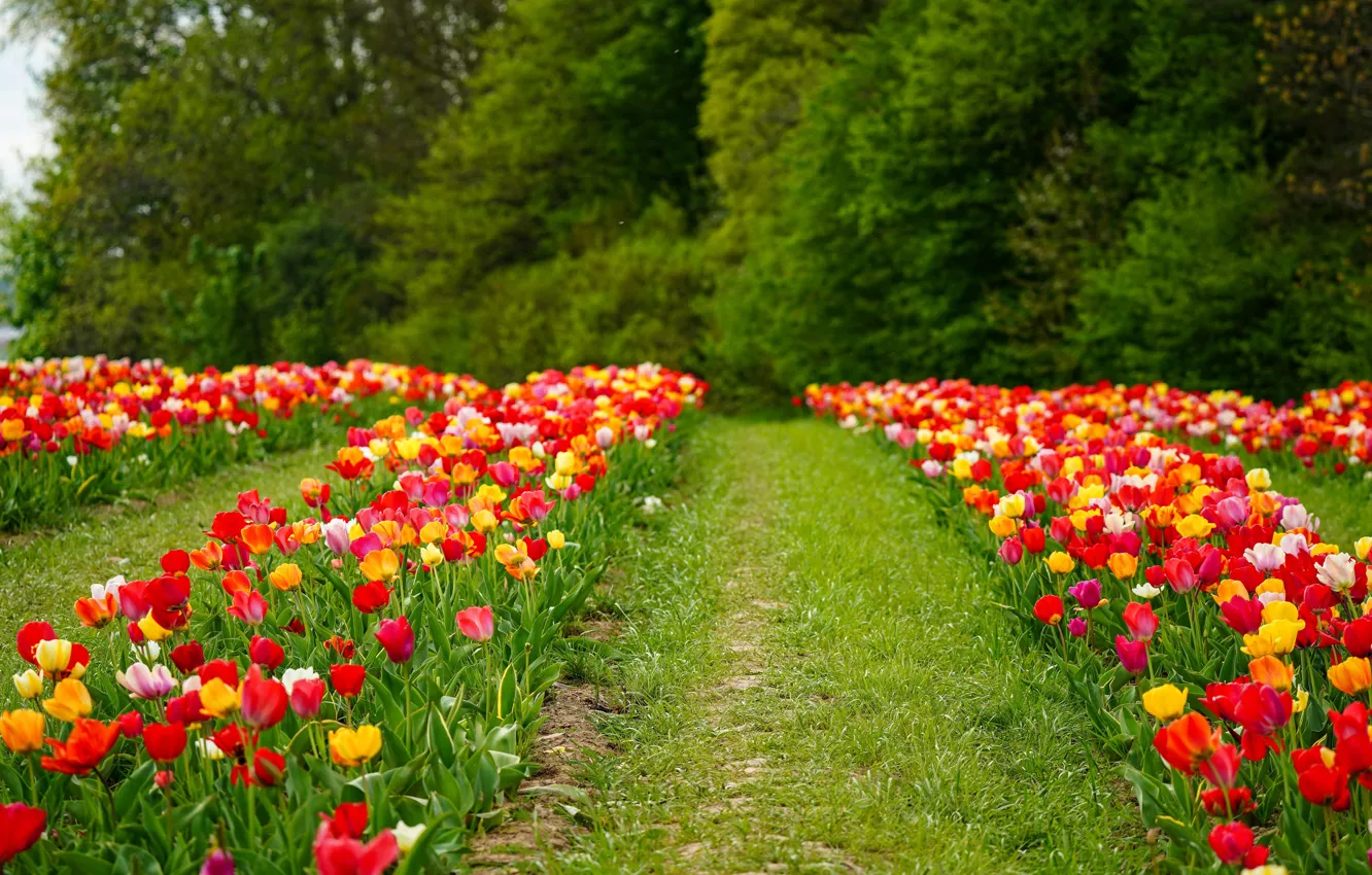 Photo wallpaper flowerbed, flowers, path, garden, the sky, tulips
