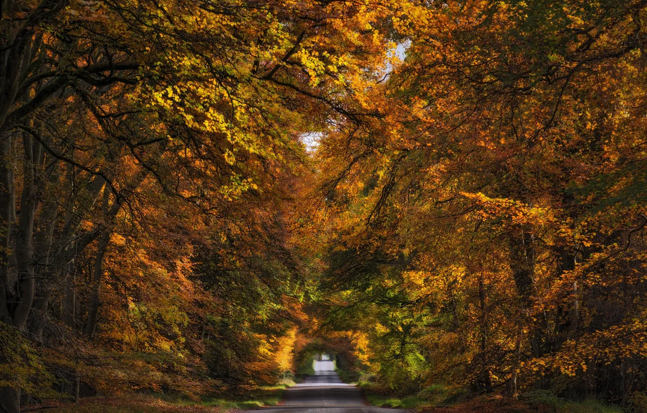 Photo wallpaper road, autumn, forest, trees, nature, Park, branch, foliage