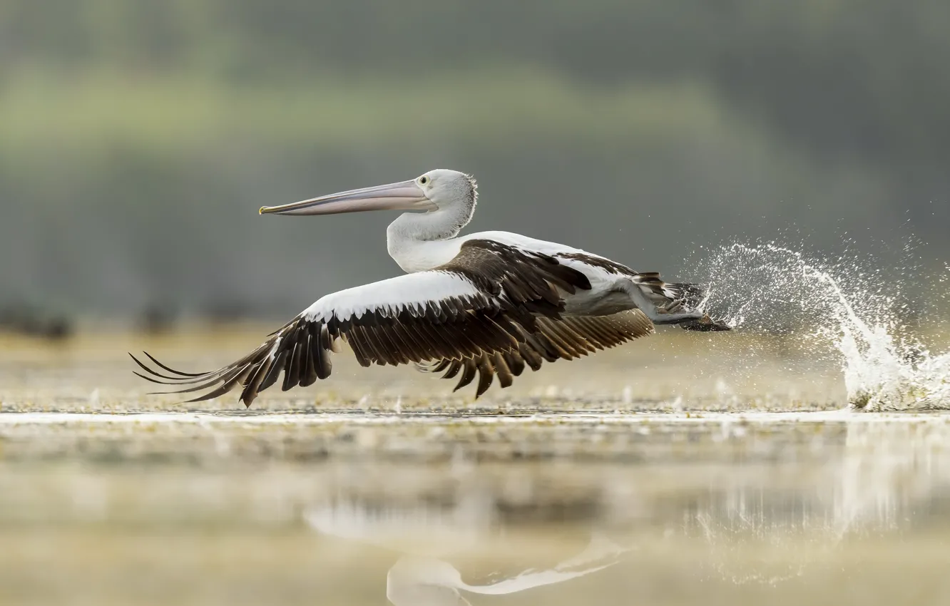 Photo wallpaper flight, bird, Pelican