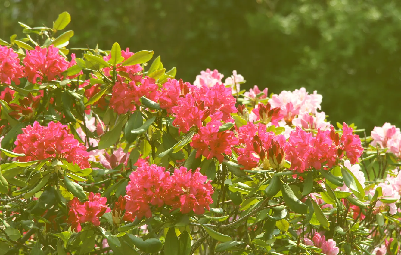 Photo wallpaper Flowering, shrub, Rhododendron