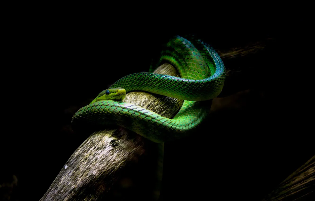 Photo wallpaper green, Snake, branch, darkness