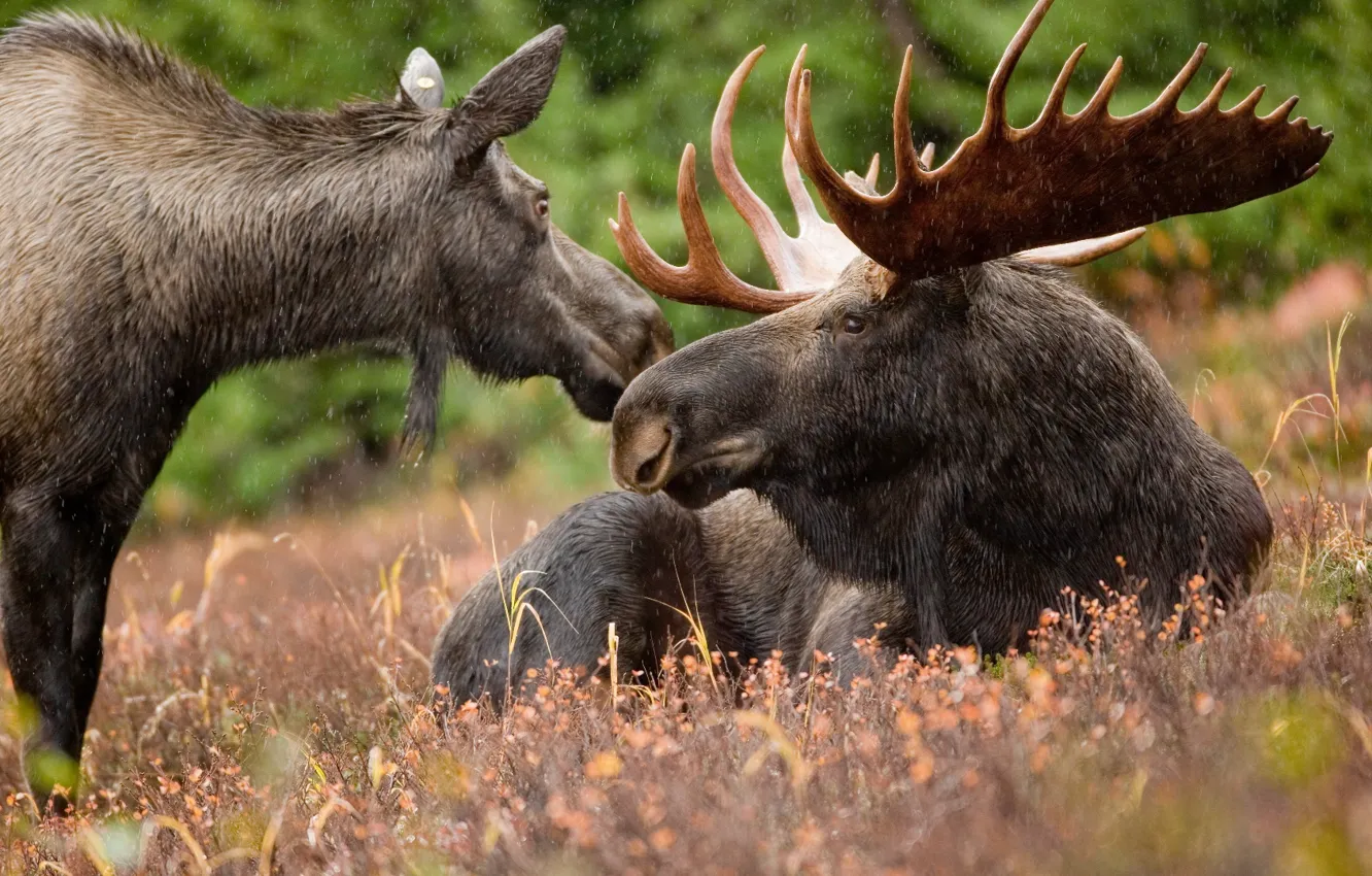 Photo wallpaper animals, wildlife, Alaskan, two black deers on brown grass field during daytim
