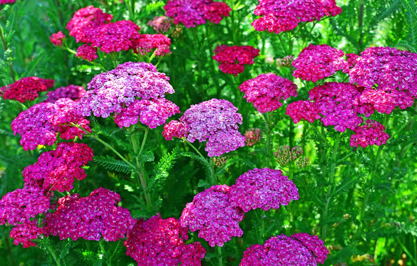 Photo wallpaper greens, flowers, pink, closeup, verbena