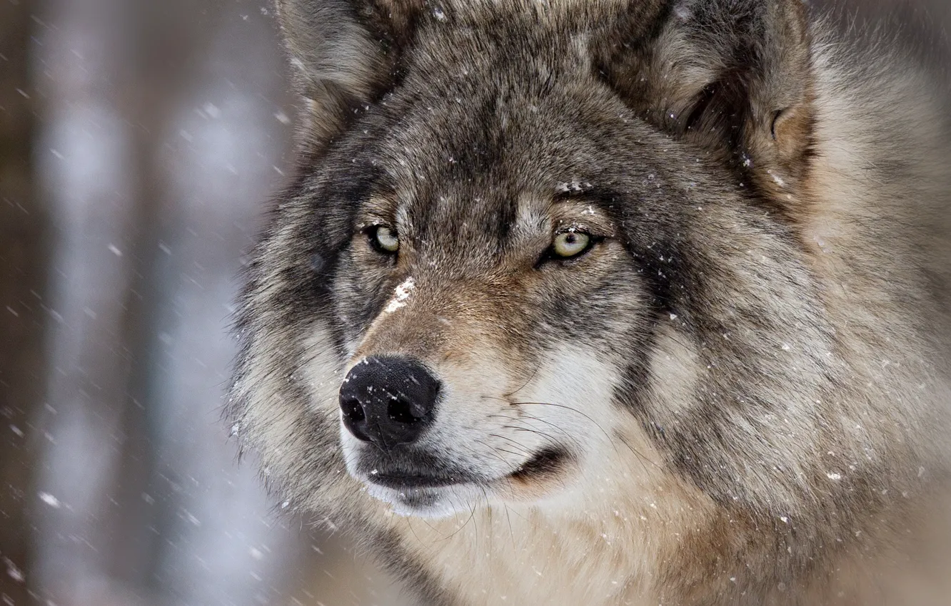 Photo wallpaper winter, look, face, snow, close-up, grey, background, wolf