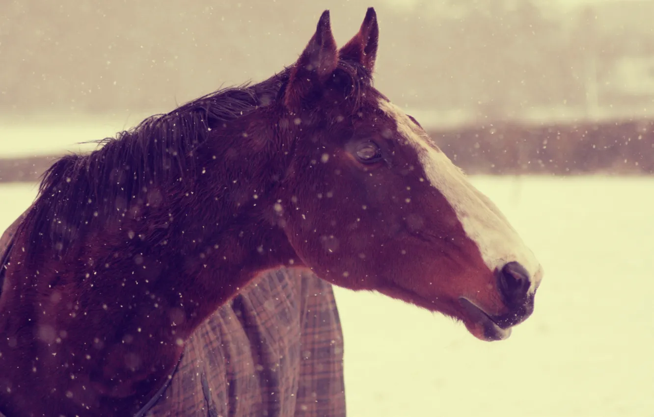 Photo wallpaper winter, face, snow, background, animal, horse, Wallpaper, horse