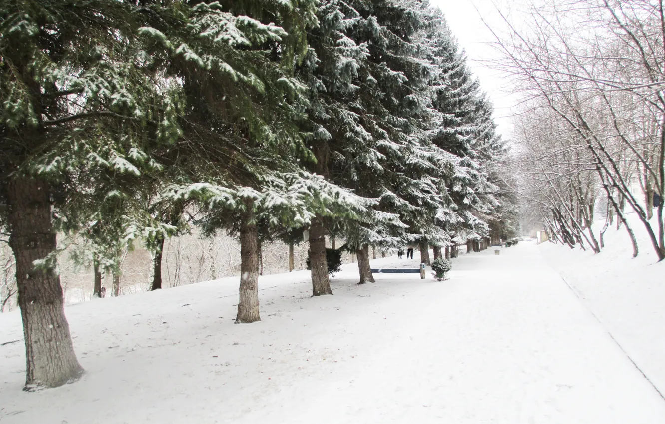 Photo wallpaper winter, snow, alley, pine