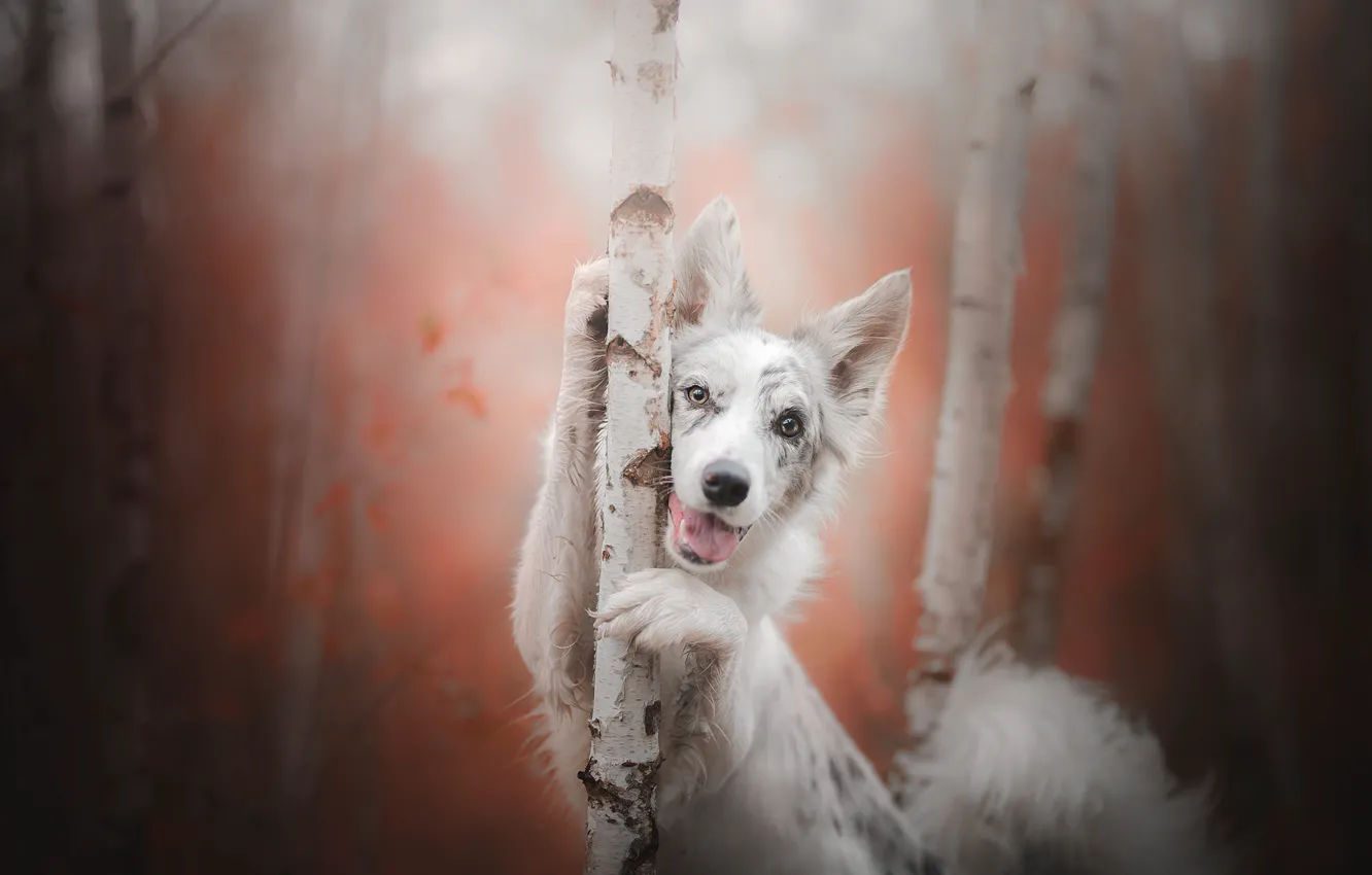 Photo wallpaper autumn, look, trees, joy, dog, birch, bokeh, Australian shepherd