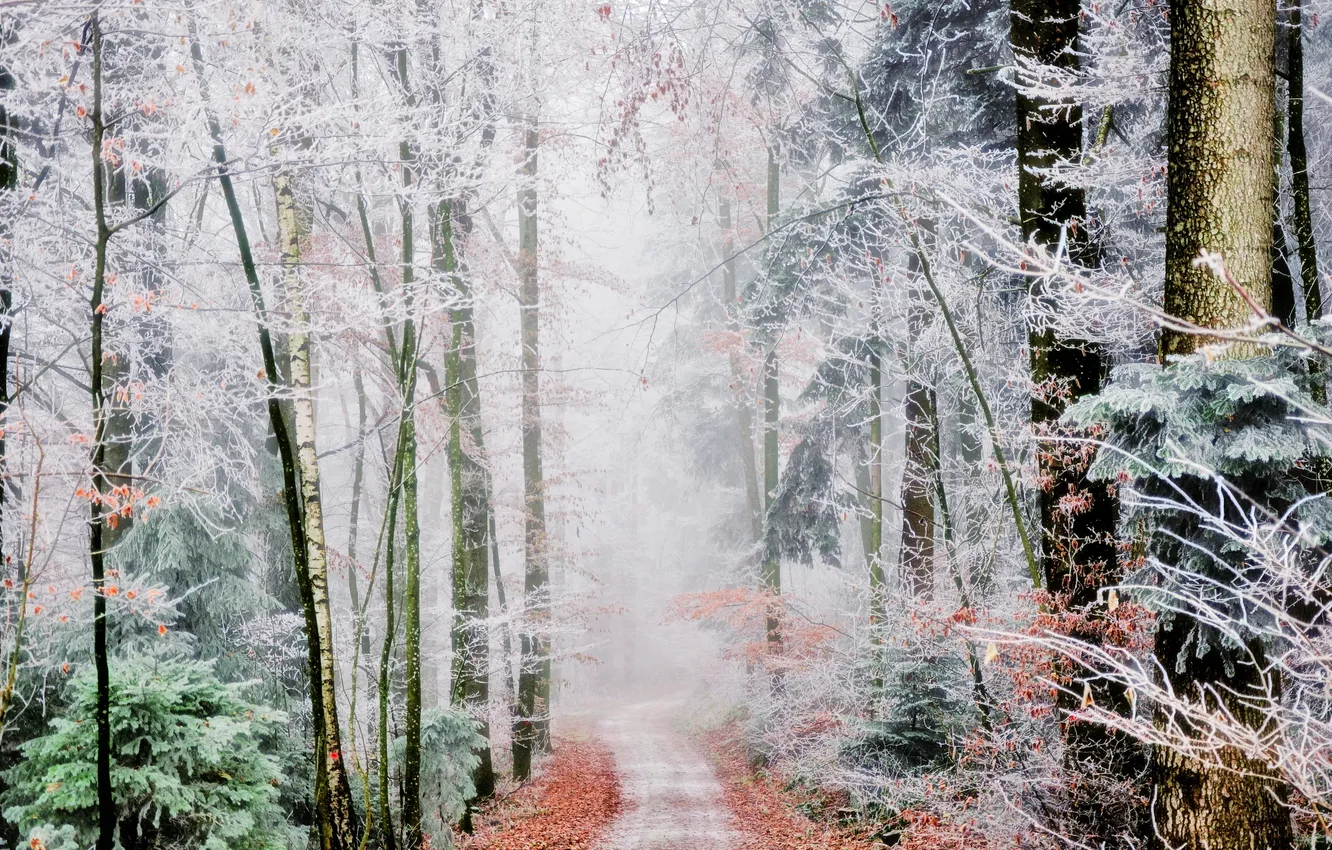 Photo wallpaper frost, road, forest