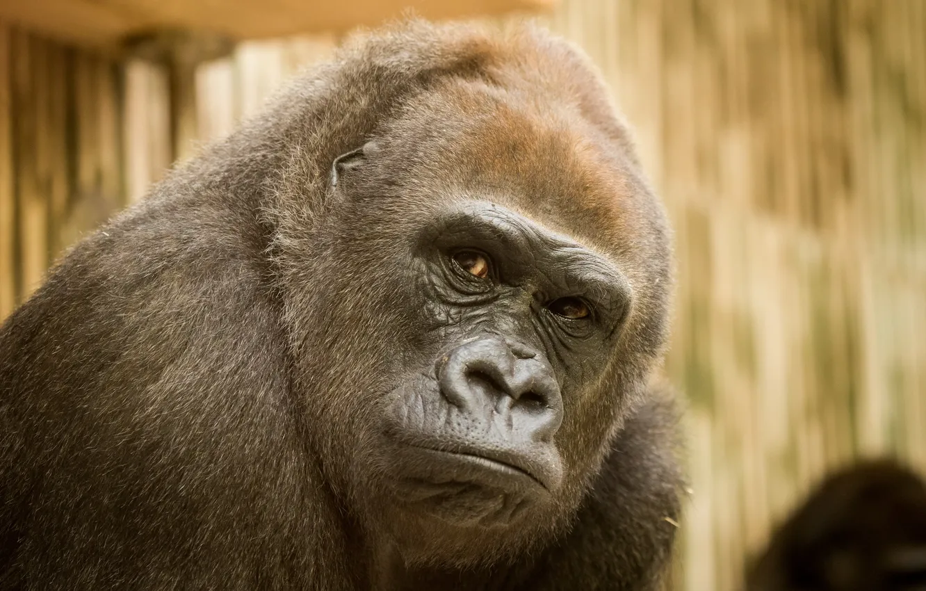 Photo wallpaper look, nature, Gorilla