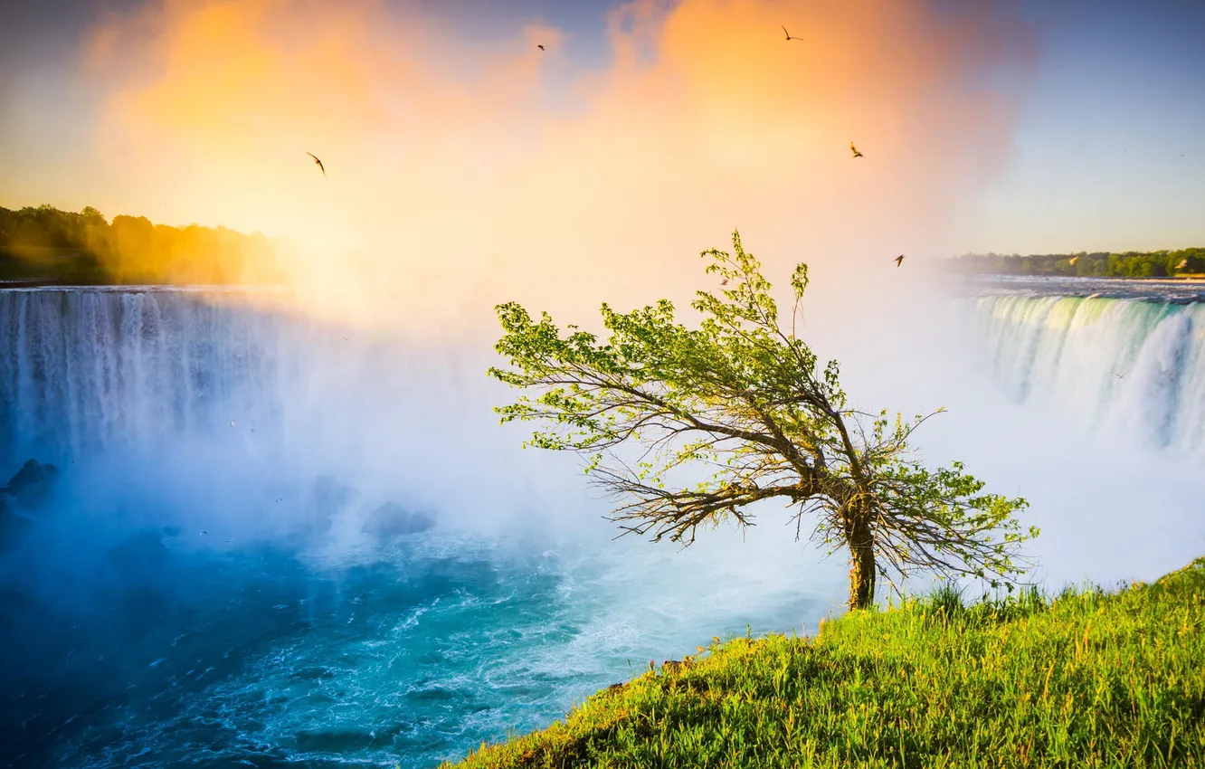 Photo wallpaper trees, landscape, nature, waterfall, Niagara falls