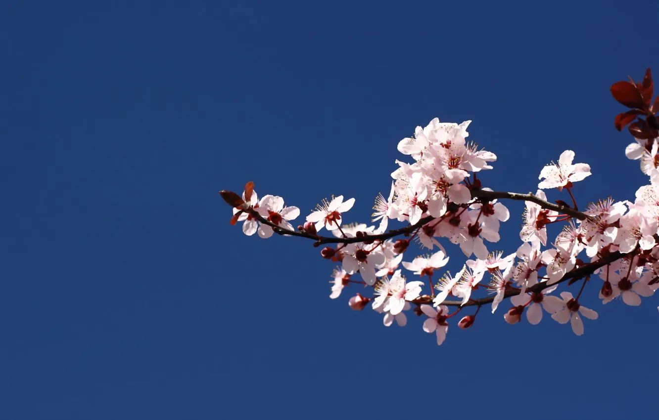 Photo wallpaper branches, color, Sakura