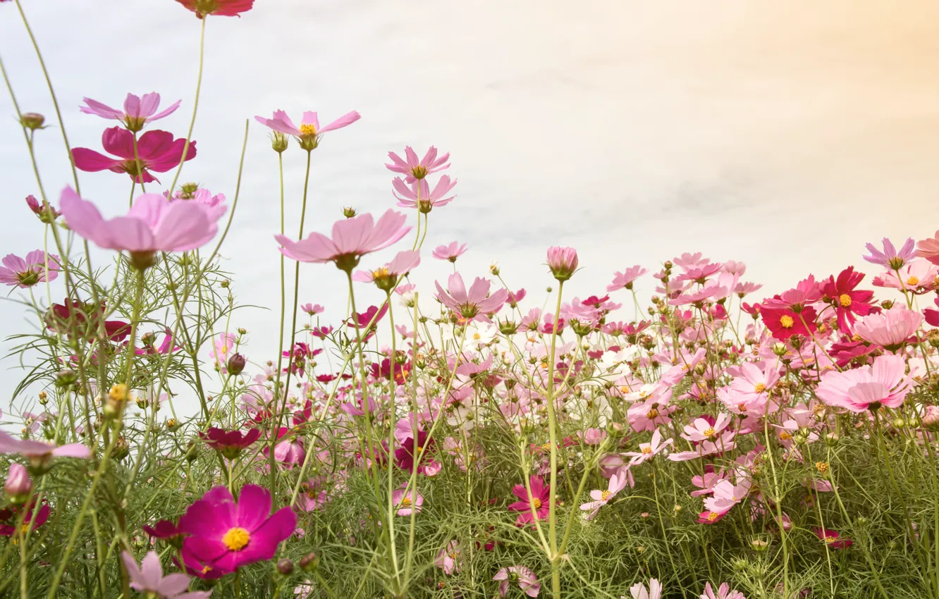 Photo wallpaper field, summer, the sky, flowers, summer, pink, field, pink