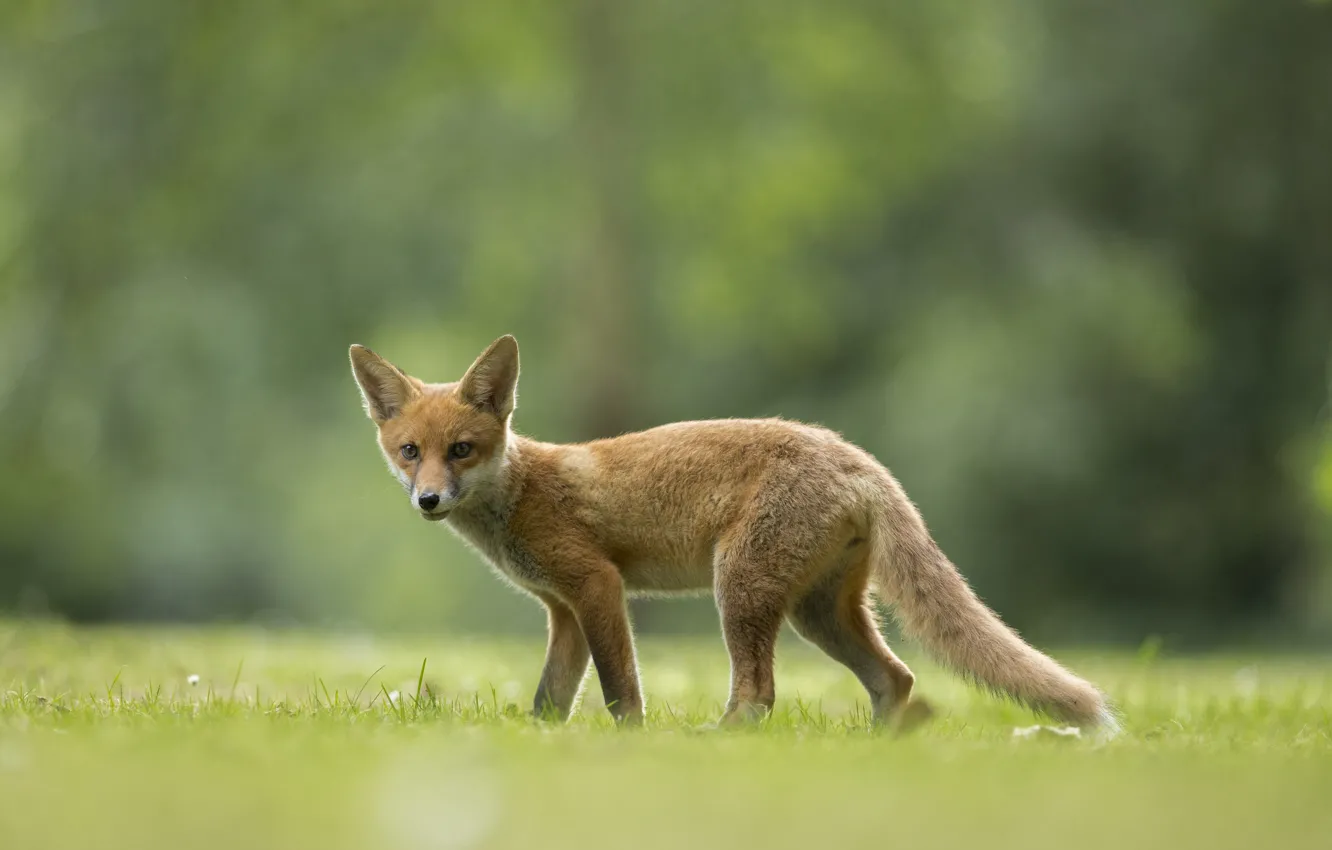 Photo wallpaper field, grass, Fox, grass, fox, field, bokeh, bokeh