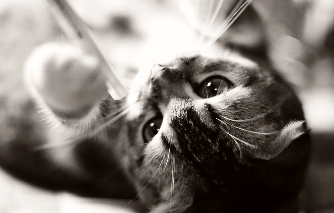 Photo wallpaper cat, cat, animal, kitty, kitten, cat, animal