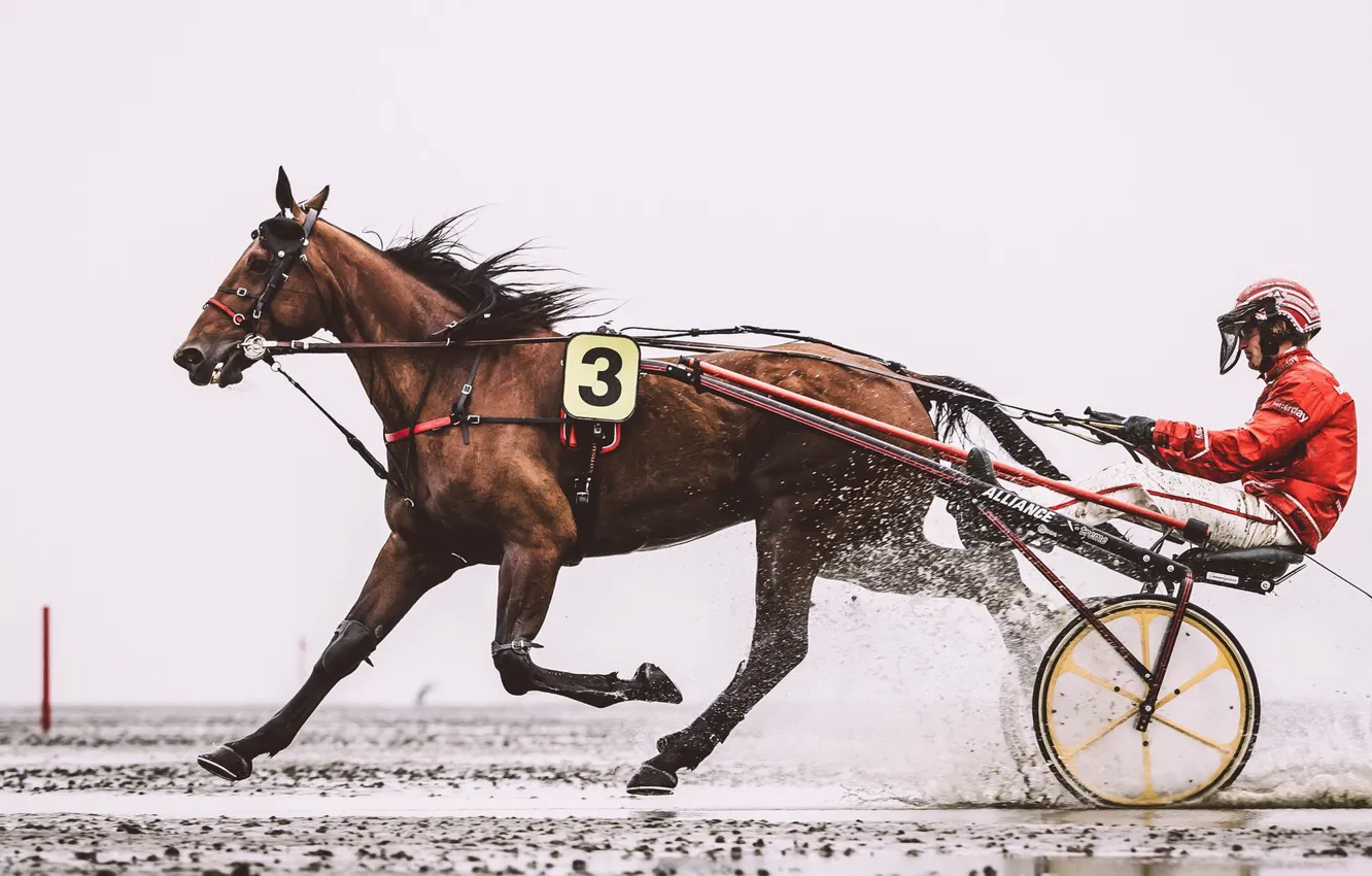 Photo wallpaper horse, race, sport