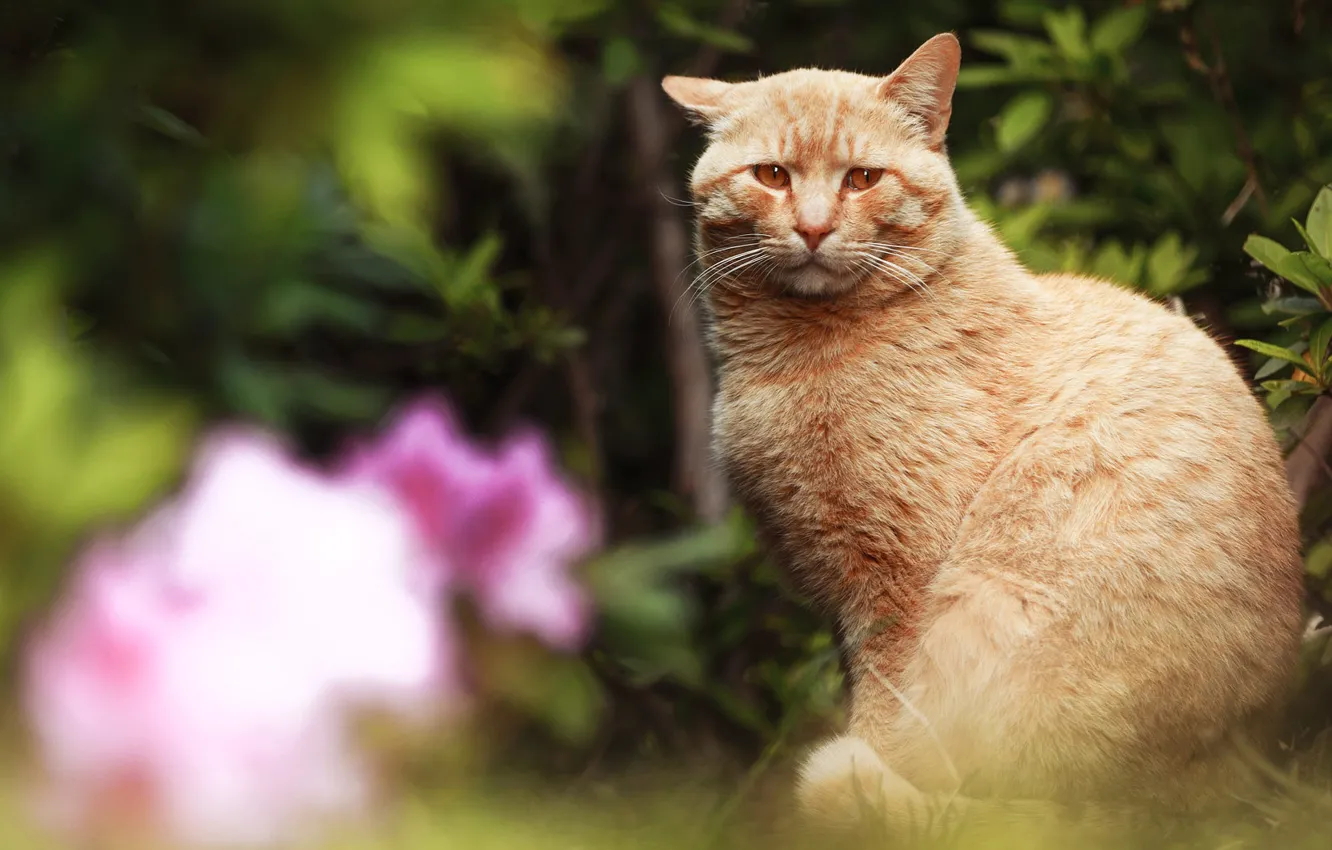 Photo wallpaper cat, cat, look, flowers, nature, blur, garden, red