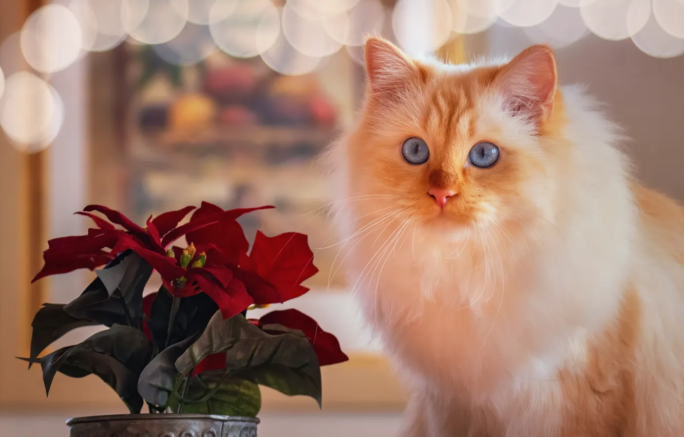 Photo wallpaper cat, flowers, glare, portrait, fluffy, muzzle, blue eyes, poinsettia